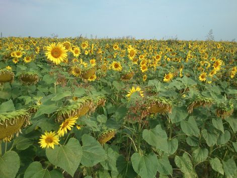 napra_20130720.jpg napra_20130720.jpg
